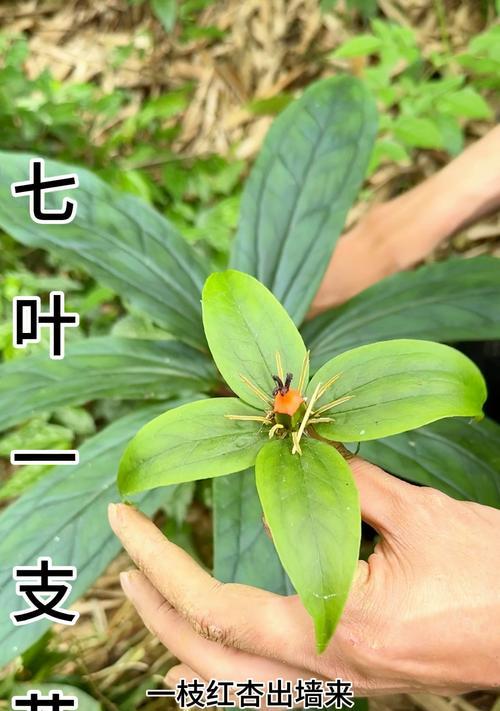 花开七宗罪（用花朵揭示人性的黑暗面）