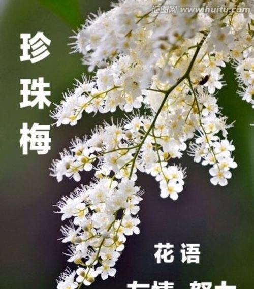 珍珠梅的花语和寓意（解读珍珠梅的花语）