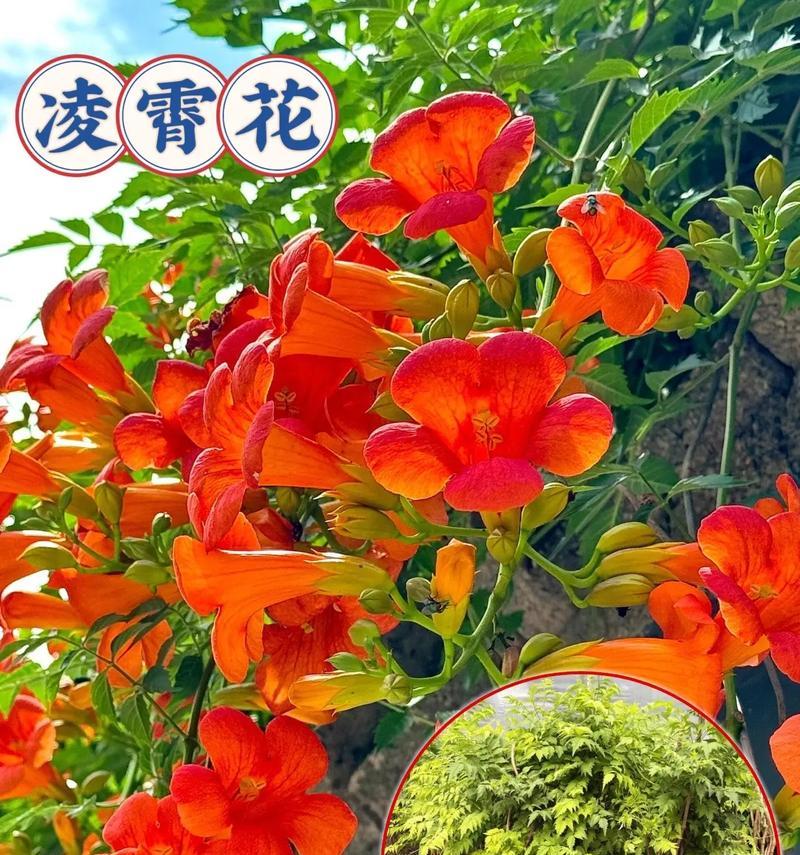 凌霄花的花语与意义（凌霄花的美丽与神秘）