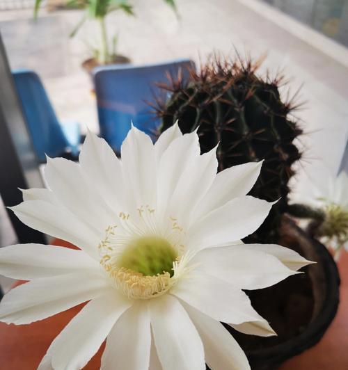 仙人掌开花的寓意（探寻仙人掌开花的象征意义和生命哲理）
