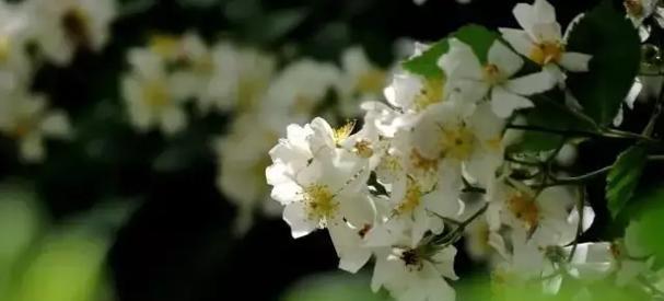 花语告别，红玫瑰祝离（红玫瑰花语揭示爱情的离别）