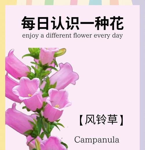 缤纷风铃草（探秘风铃草花语）