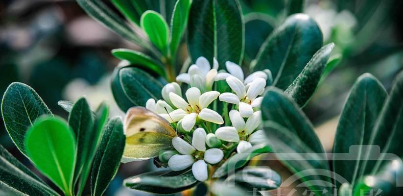 海桐花花语——传递美丽与纯洁（探秘海桐花的花语之谜）