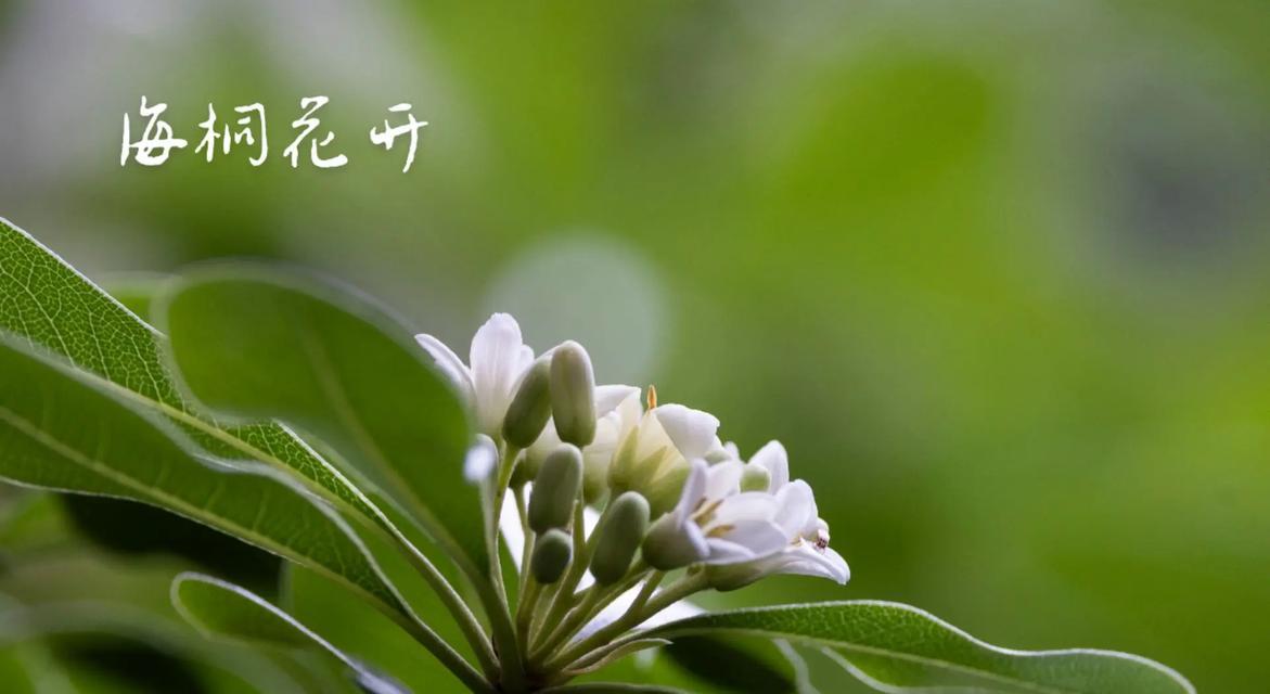 海桐花花语——传递美丽与纯洁（探秘海桐花的花语之谜）