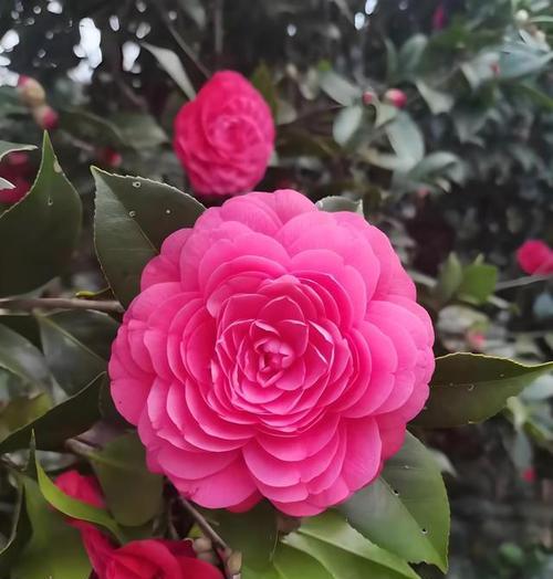 以白玫瑰的花语为主题的文章（花开花落）