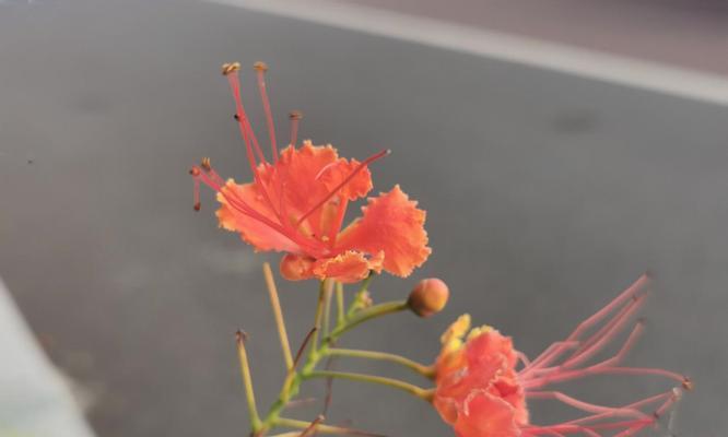 云实的花语与文化背景（探索云实花的独特含义）