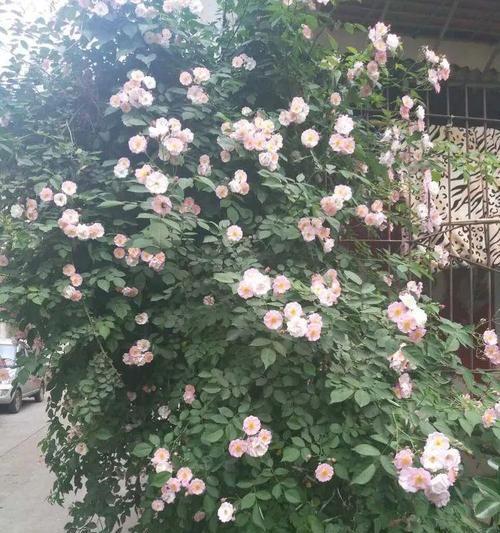云实的花语与文化背景（探索云实花的独特含义）