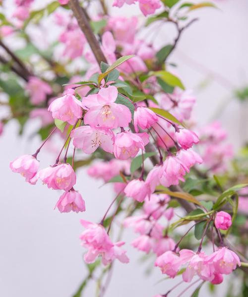垂丝海棠花语与美好心情（垂丝海棠——绽放自我）