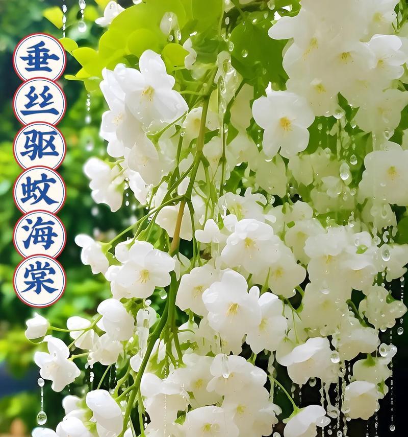 垂丝海棠花语与美好心情（垂丝海棠——绽放自我）
