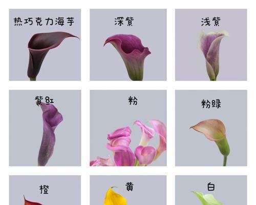 海芋的传说（探索海芋的花语与神秘力量）