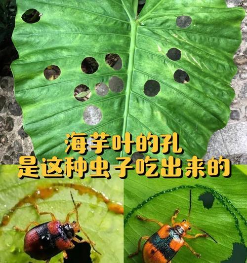 海芋的传说（探索海芋的花语与神秘力量）