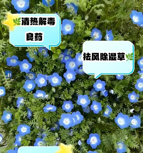 以婆婆纳的花语是什么（探索以婆婆纳的花语意义与象征）
