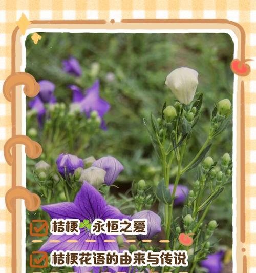 桔梗风水的寓意与作用（探索桔梗在风水中的神奇力量）