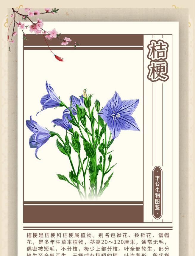 桔梗风水的寓意与作用（探索桔梗在风水中的神奇力量）