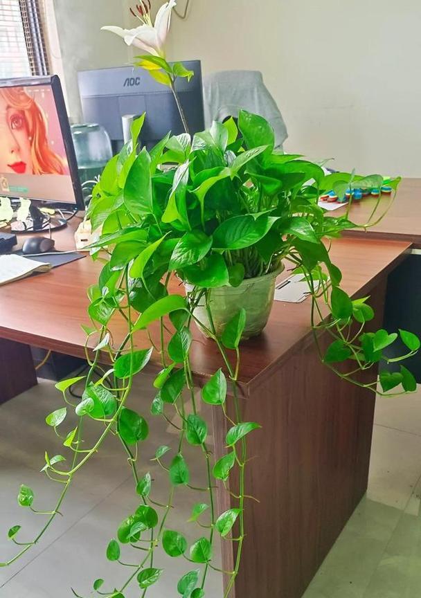 绿萝（探寻绿萝的寓意和神奇力量）