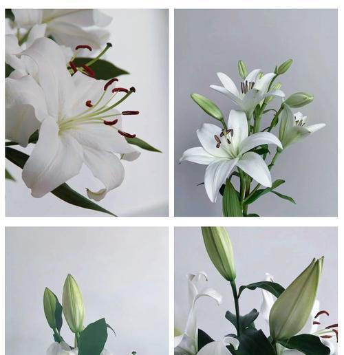 白百合花语（揭示白百合花语的深刻内涵和生命之美）