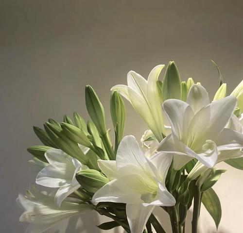 白百合花语（揭示白百合花语的深刻内涵和生命之美）