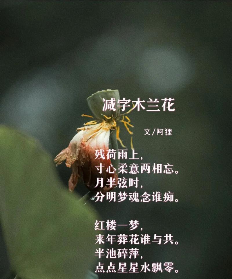 木兰花花语的深刻寓意与生活启示（探寻木兰花花语的含义及其对人生的启迪）