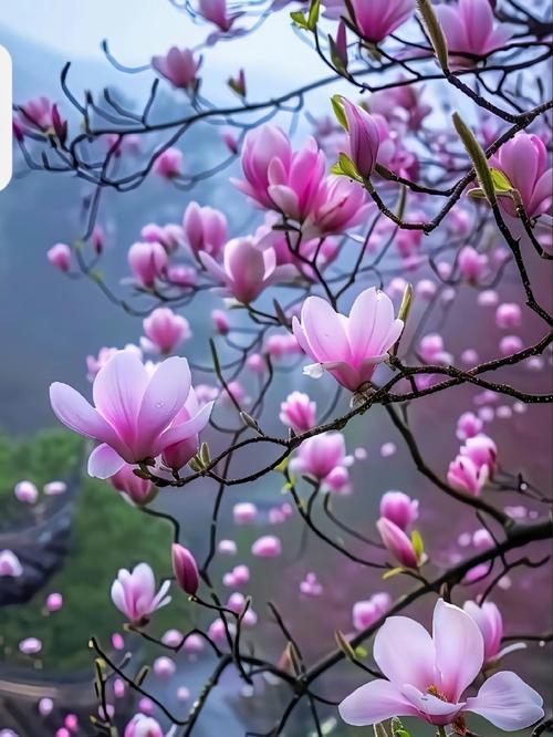 木兰花花语的深刻寓意与生活启示（探寻木兰花花语的含义及其对人生的启迪）