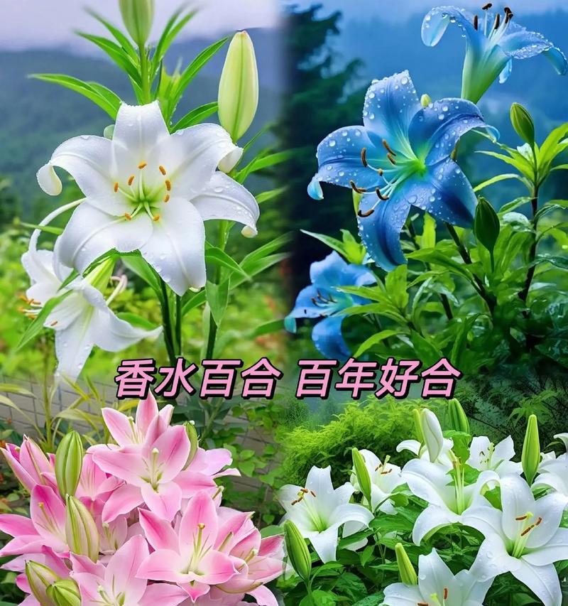 百合花的花语传递爱与祝福（三头百合的神秘与美丽）
