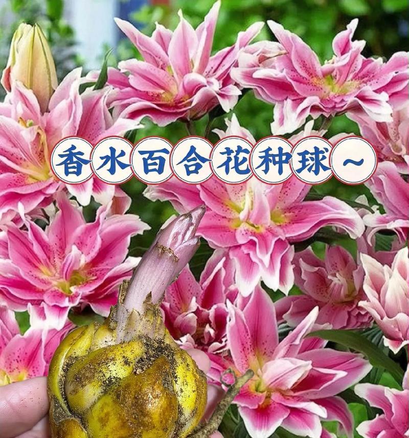 百合花的花语传递爱与祝福（三头百合的神秘与美丽）