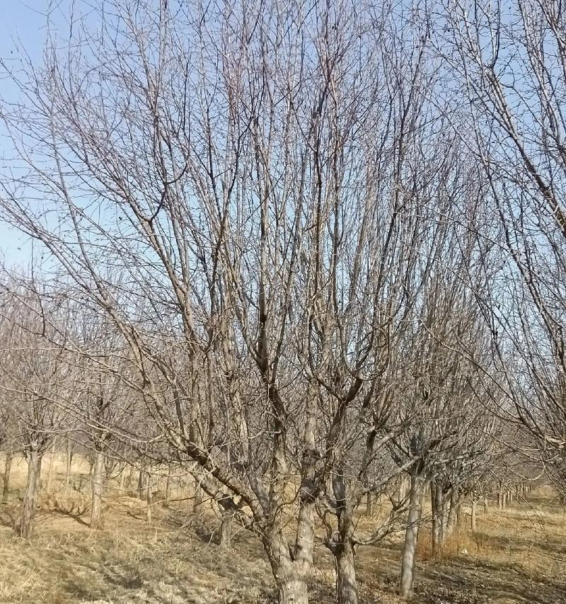 探秘半冠树的奇妙之处（了解半冠树的特性及其在生态系统中的重要作用）