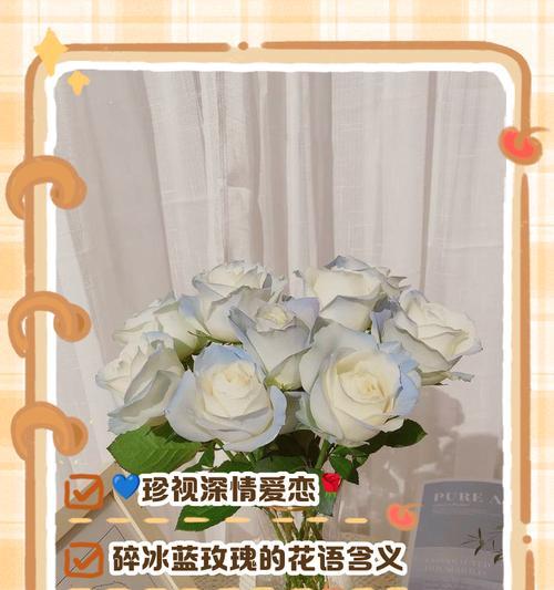 白玫瑰的深刻含义（探索白玫瑰的纯洁与无私之美）