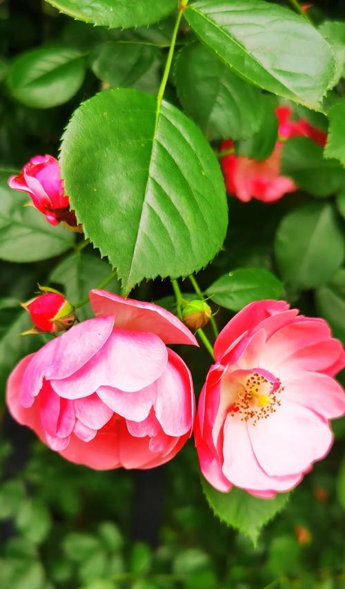 以丰花月季（探索月季的独特魅力）