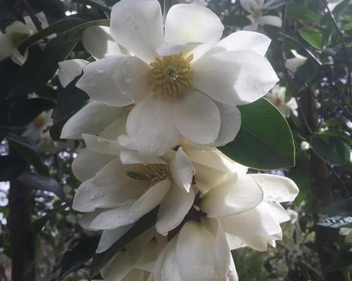 微笑之花——向阳菊的花语（以阳光微笑传递希望的向阳菊）