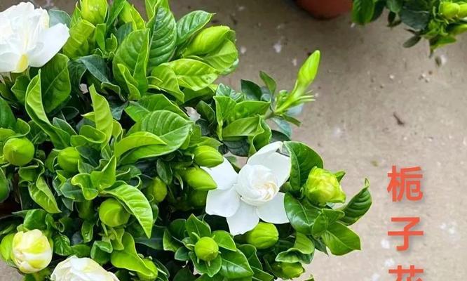 栀子花语（以栀子花为媒介的情感表达艺术）