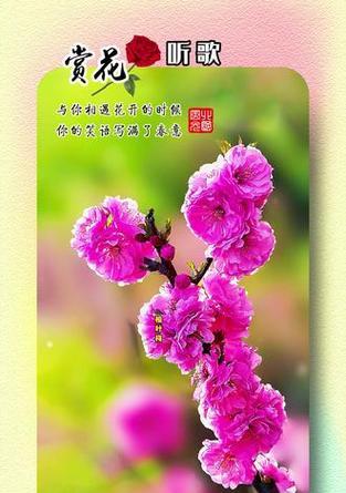 榆叶梅的花语——寓意与象征（传递爱与希望的花朵）