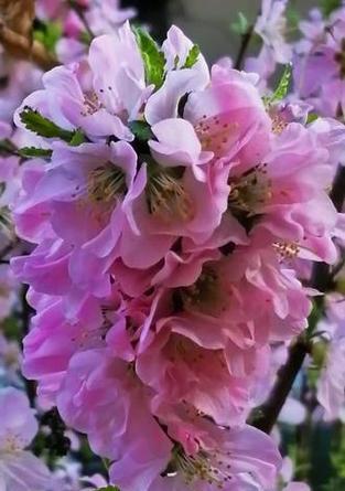 榆叶梅的花语——寓意与象征（传递爱与希望的花朵）