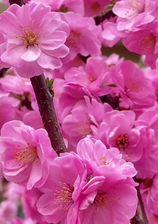 榆叶梅的花语——寓意与象征（传递爱与希望的花朵）