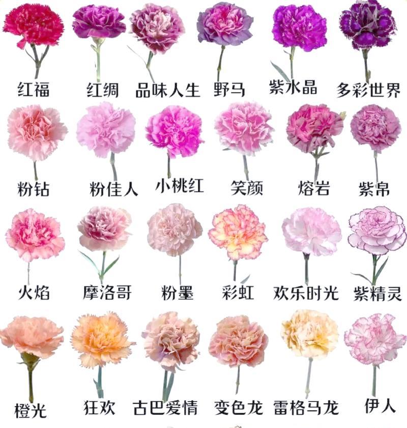 康乃馨花的象征意义与美丽之源（探索康乃馨背后的神秘力量）