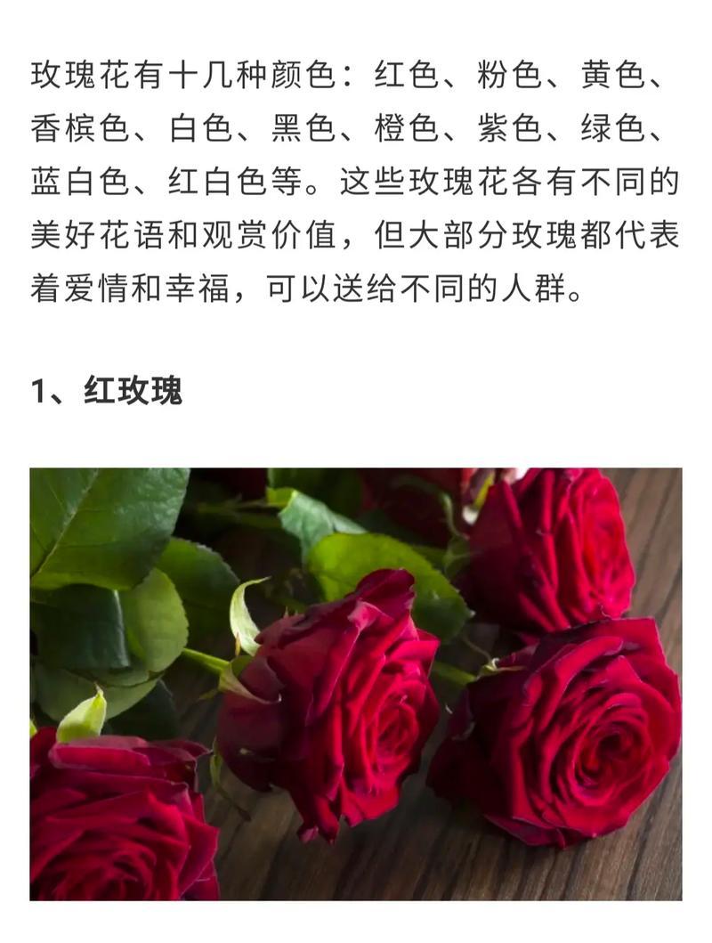 19朵玫瑰花语的深意（表达爱意）
