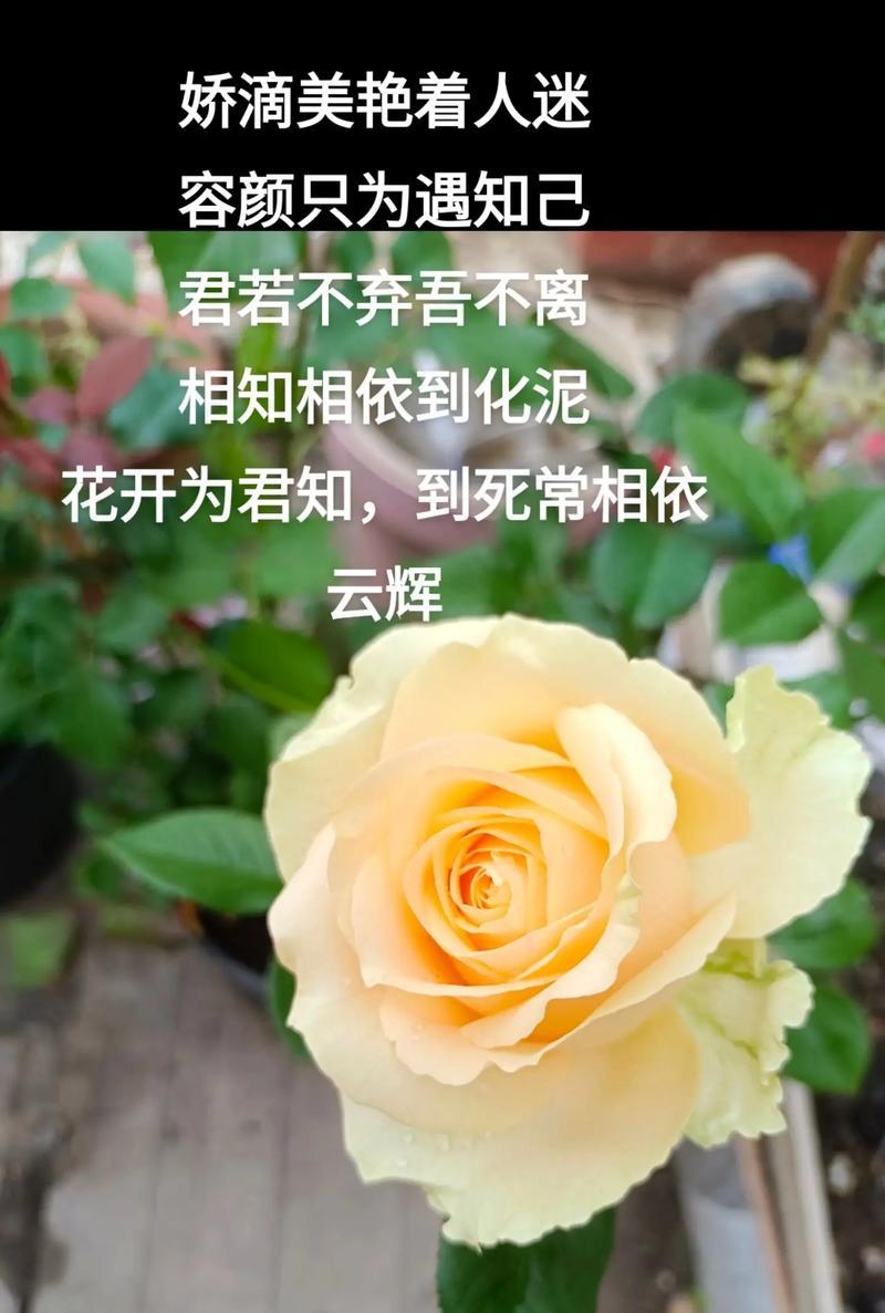 永恒的守护——以百合花为花语的表达（守护）