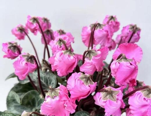 以仙客来的花语及含义解读（揭示花语的秘密与情感交流）
