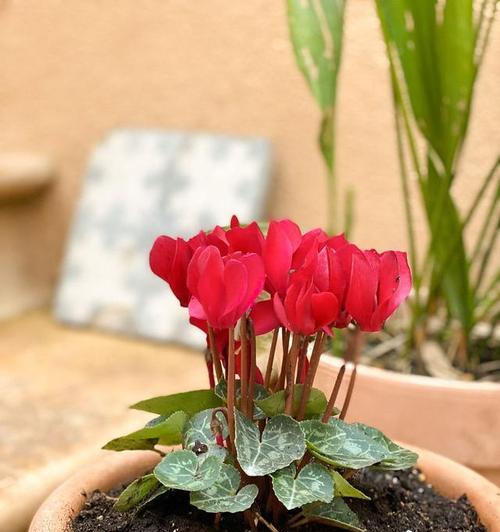 以仙客来的花语及含义解读（揭示花语的秘密与情感交流）