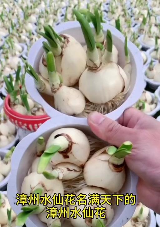 水仙花的含义与象征（探索水仙花的神秘寓意与美丽）