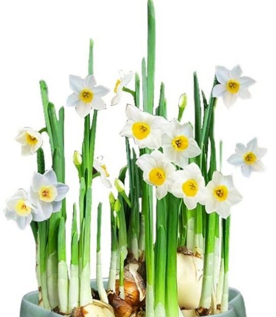 水仙花的含义与象征（探索水仙花的神秘寓意与美丽）