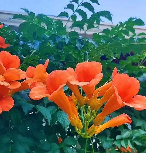 凌霄花花语的象征与寓意（揭开凌霄花背后的神秘面纱）