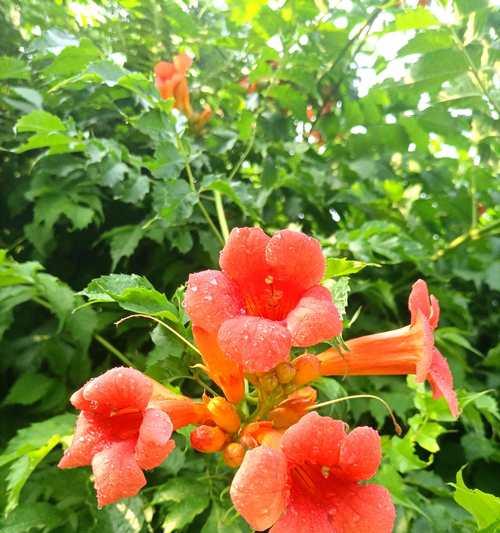 凌霄花花语的象征与寓意（揭开凌霄花背后的神秘面纱）