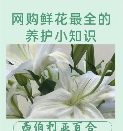 白百合的花语和意义（传递纯洁和守望的美好）
