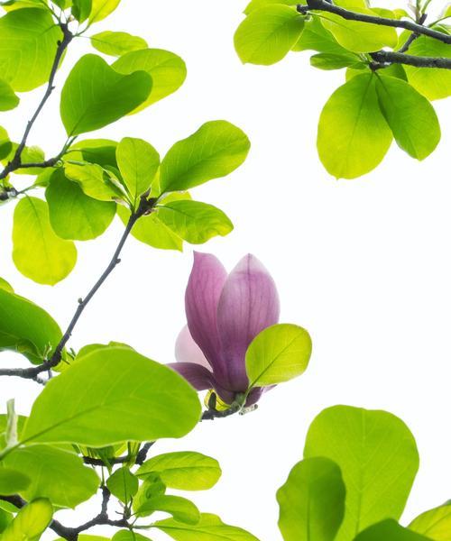 白玉兰（白玉兰的含义）