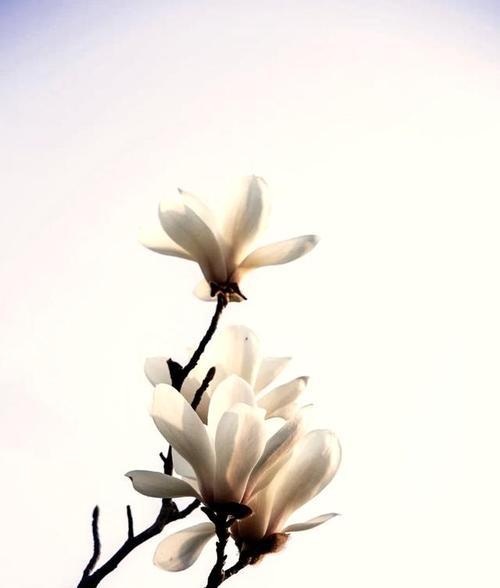 白玉兰（白玉兰的含义）