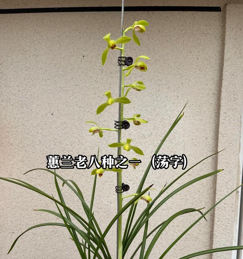 兰花的种植与养护技巧（掌握兰花栽培的秘诀）
