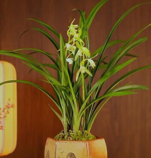 兰花的种植与养护技巧（掌握兰花栽培的秘诀）