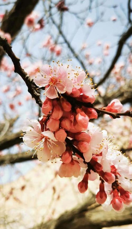 杏花花语与其代表意义的探索（深入解读杏花花语）
