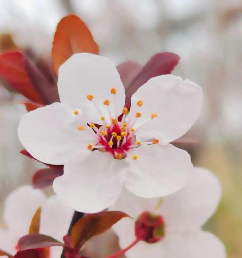 杏花花语与其代表意义的探索（深入解读杏花花语）