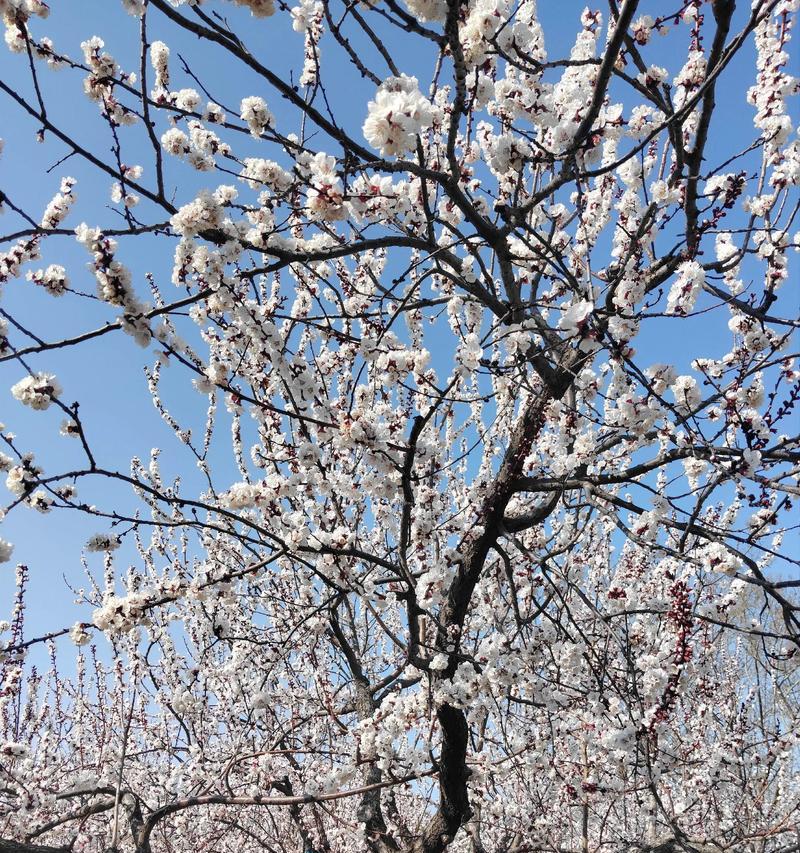 杏花花语与其代表意义的探索（深入解读杏花花语）